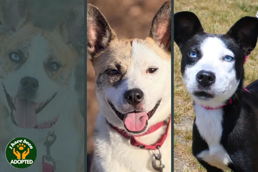 Three dog portraits, Tygren, Holiday, and Miracle, mixed Pomsky dogs available for adoption.